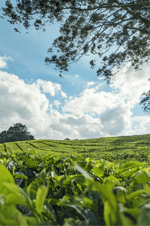 Kebun Teh